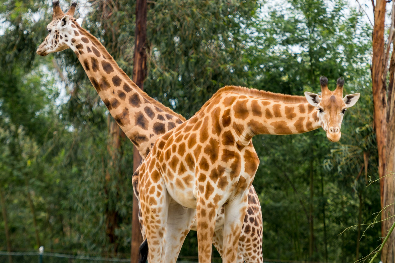 Zoo Santo Inácio Ticket – photo 3
