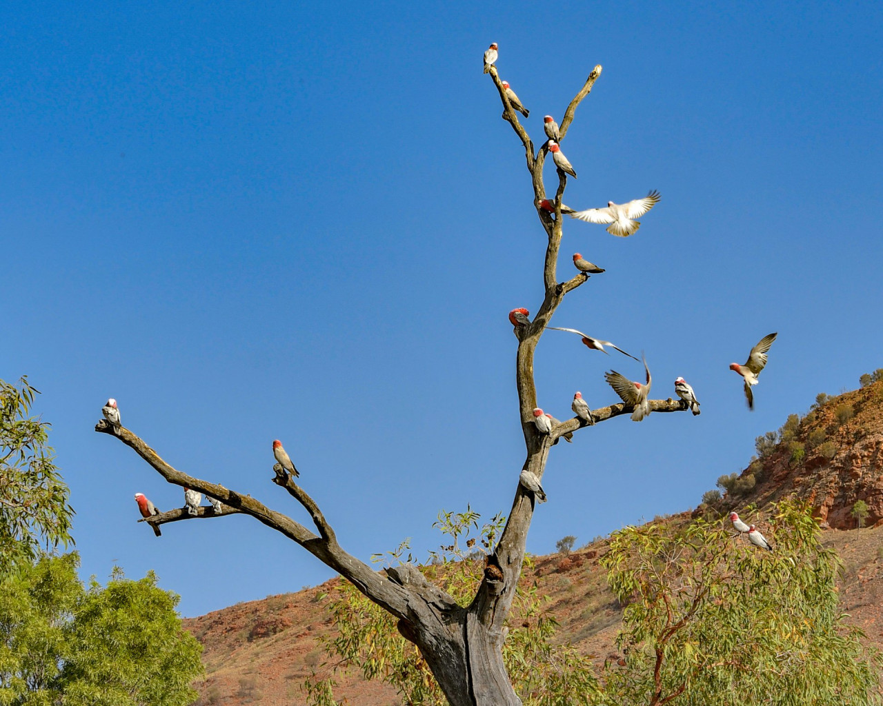 Alice Springs Desert Park – photo 9