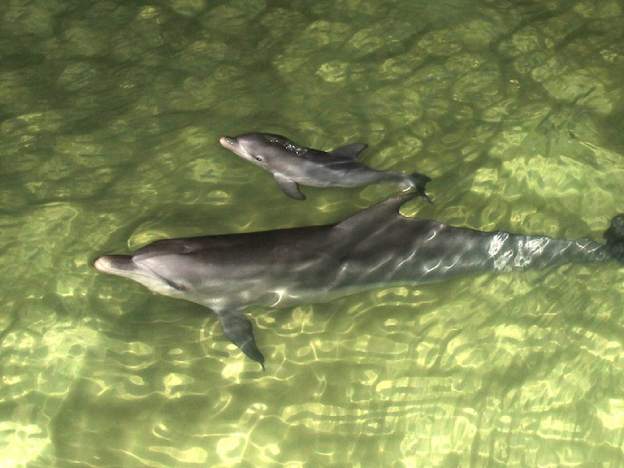 Tangalooma Island Tour with Dolphin Viewing – photo 5