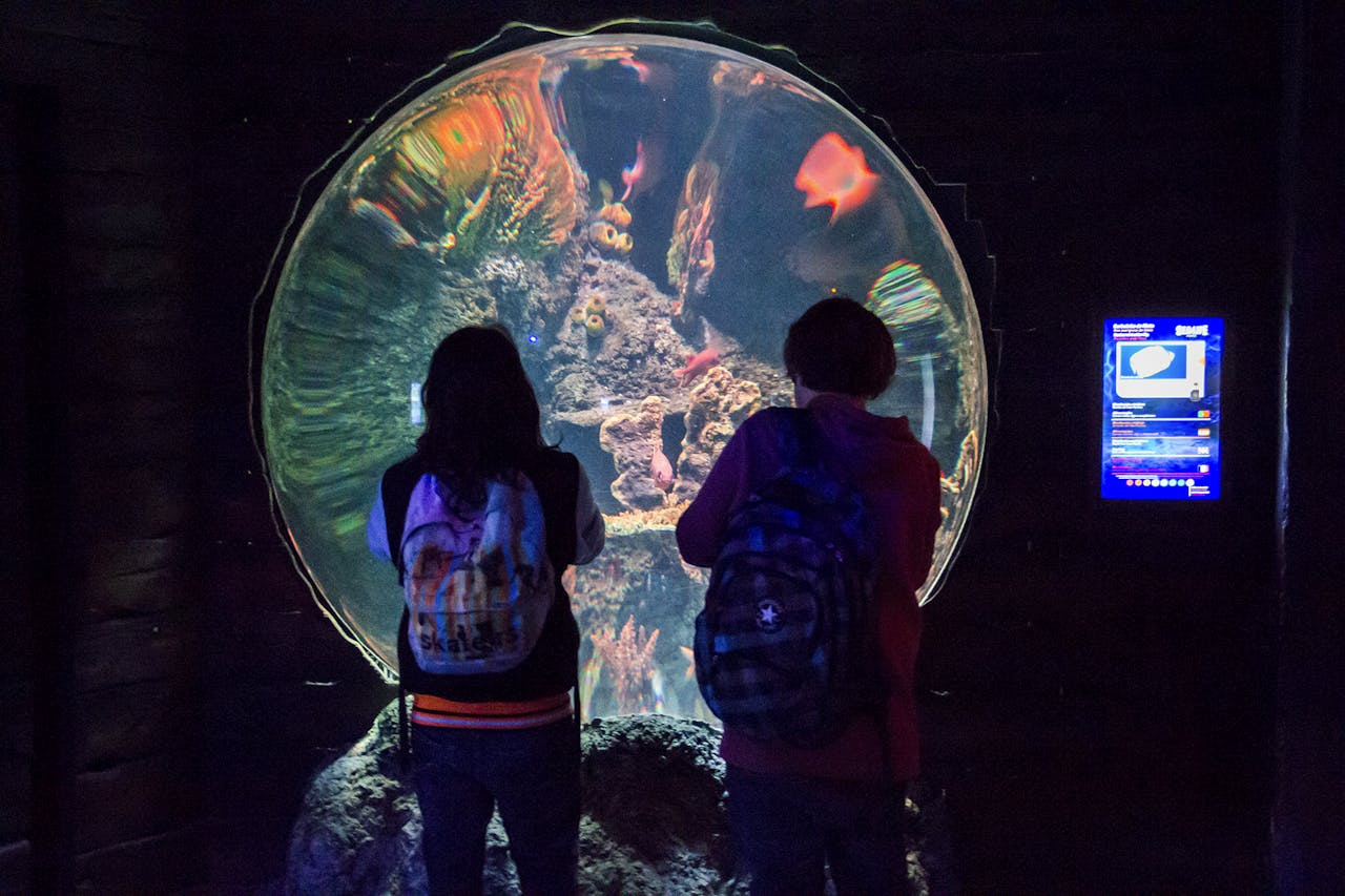 SEA LIFE Porto Ticket – photo 7