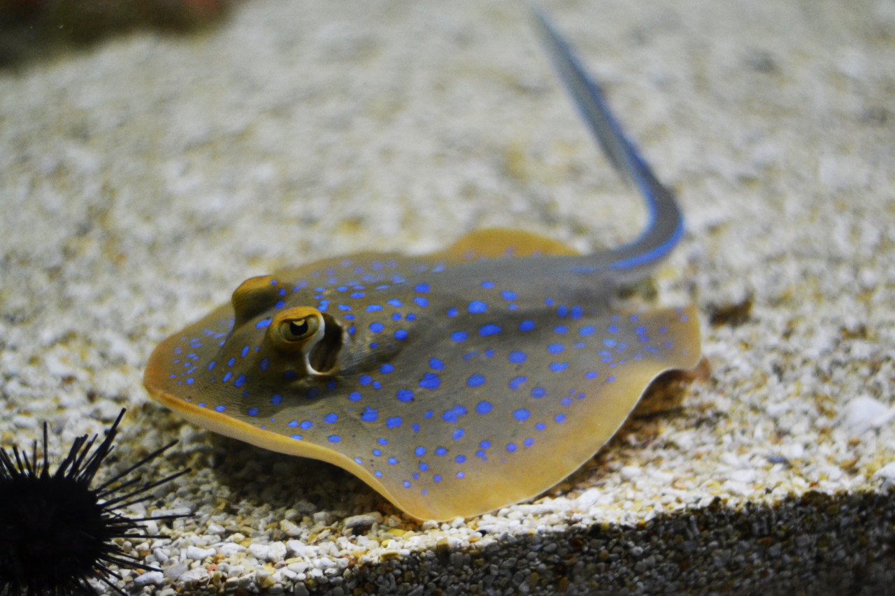 Chiang Mai Zoo Aquarium – photo 8