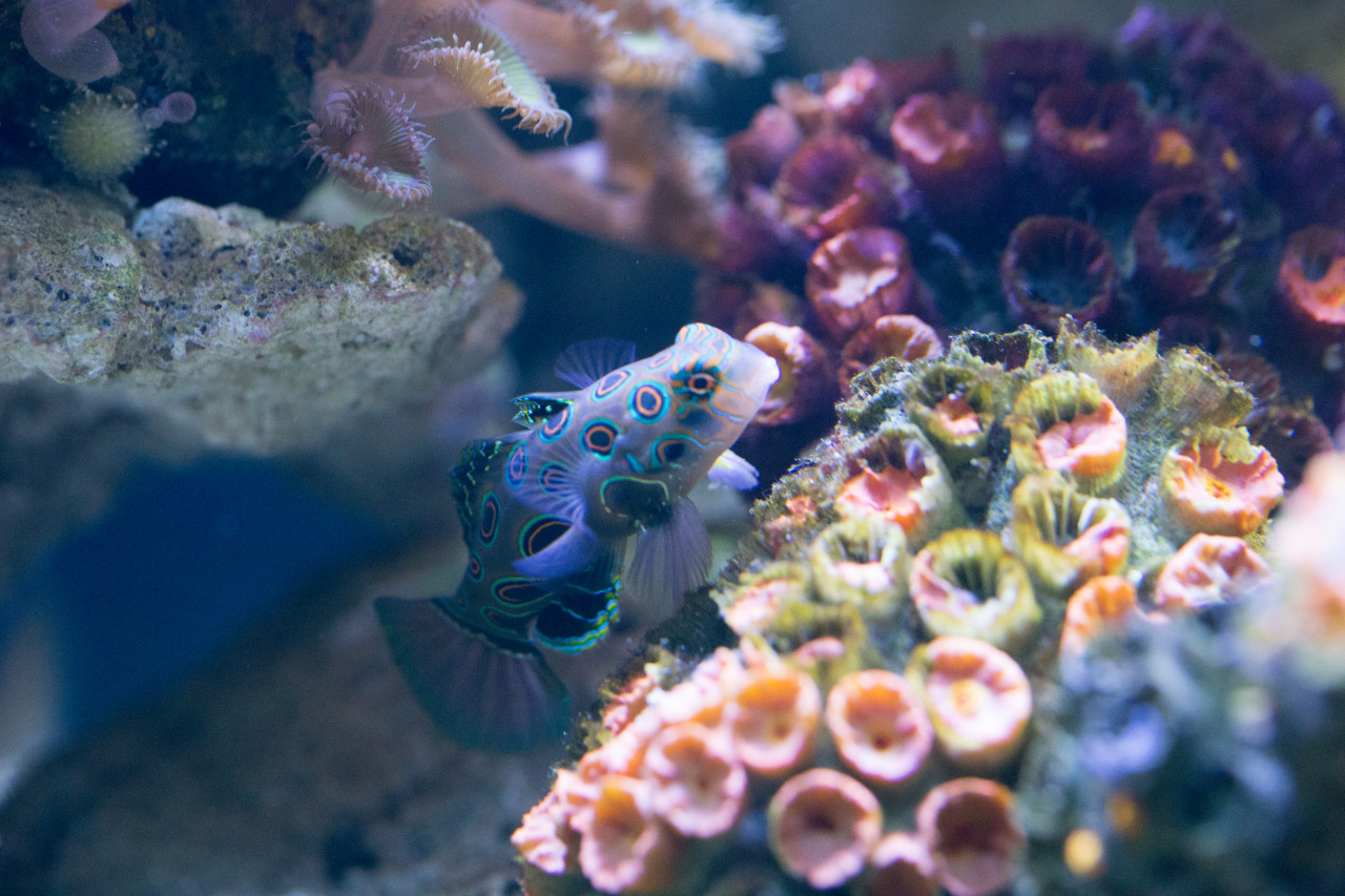 Chiang Mai Zoo Aquarium – photo 6
