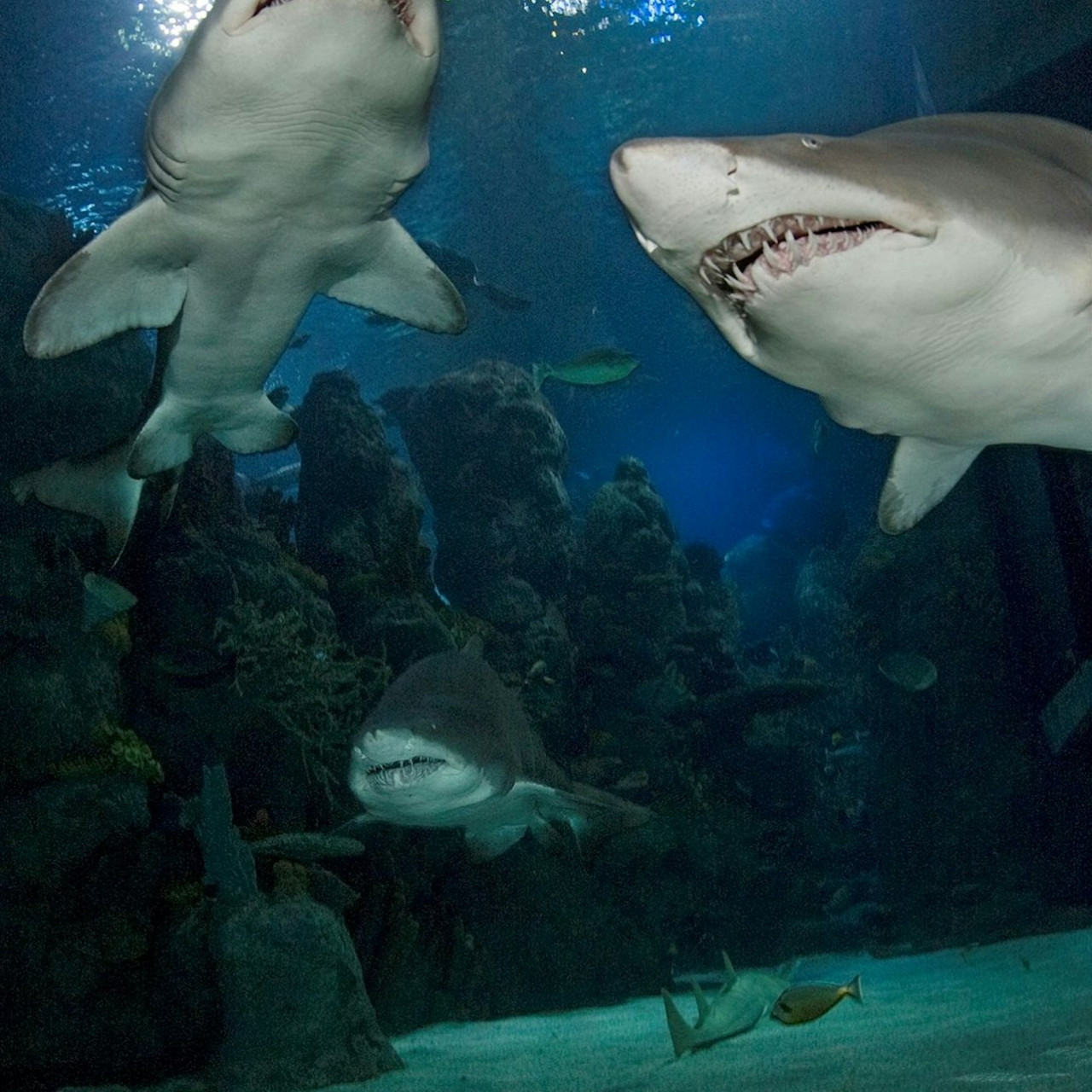 Downtown Aquarium Denver Ticket – photo 9