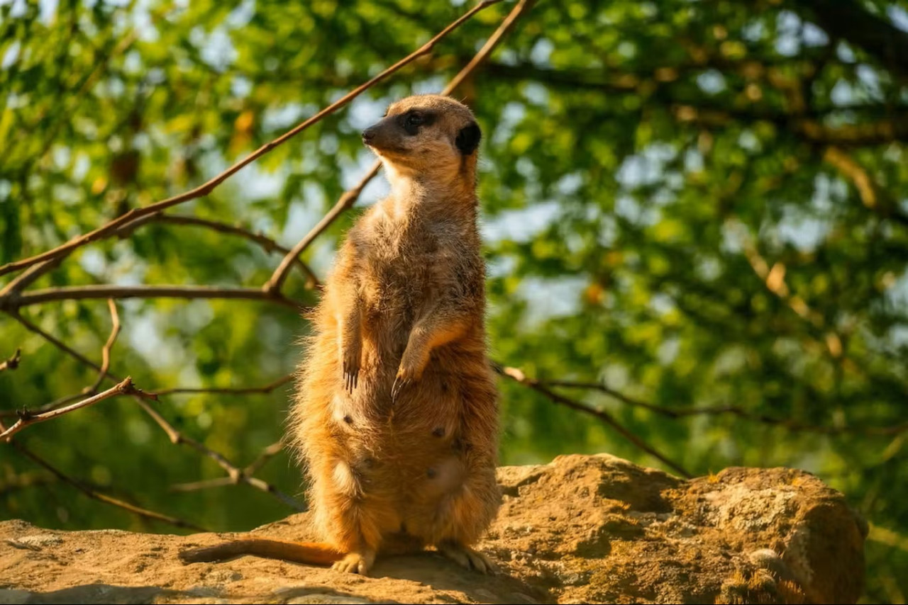 Prague Zoo Ticket + Audio Guide – photo 4