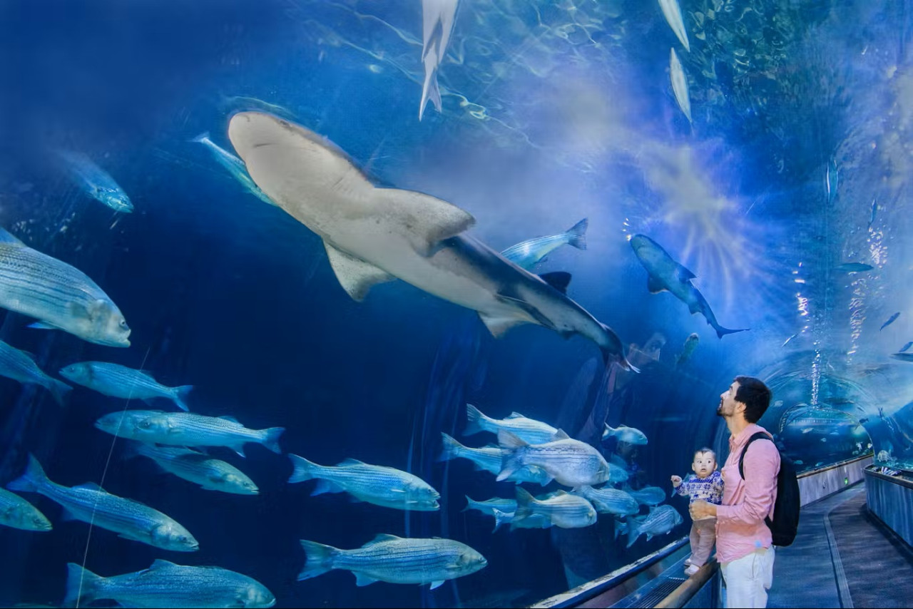 Aquarium of the Bay Ticket – photo 2