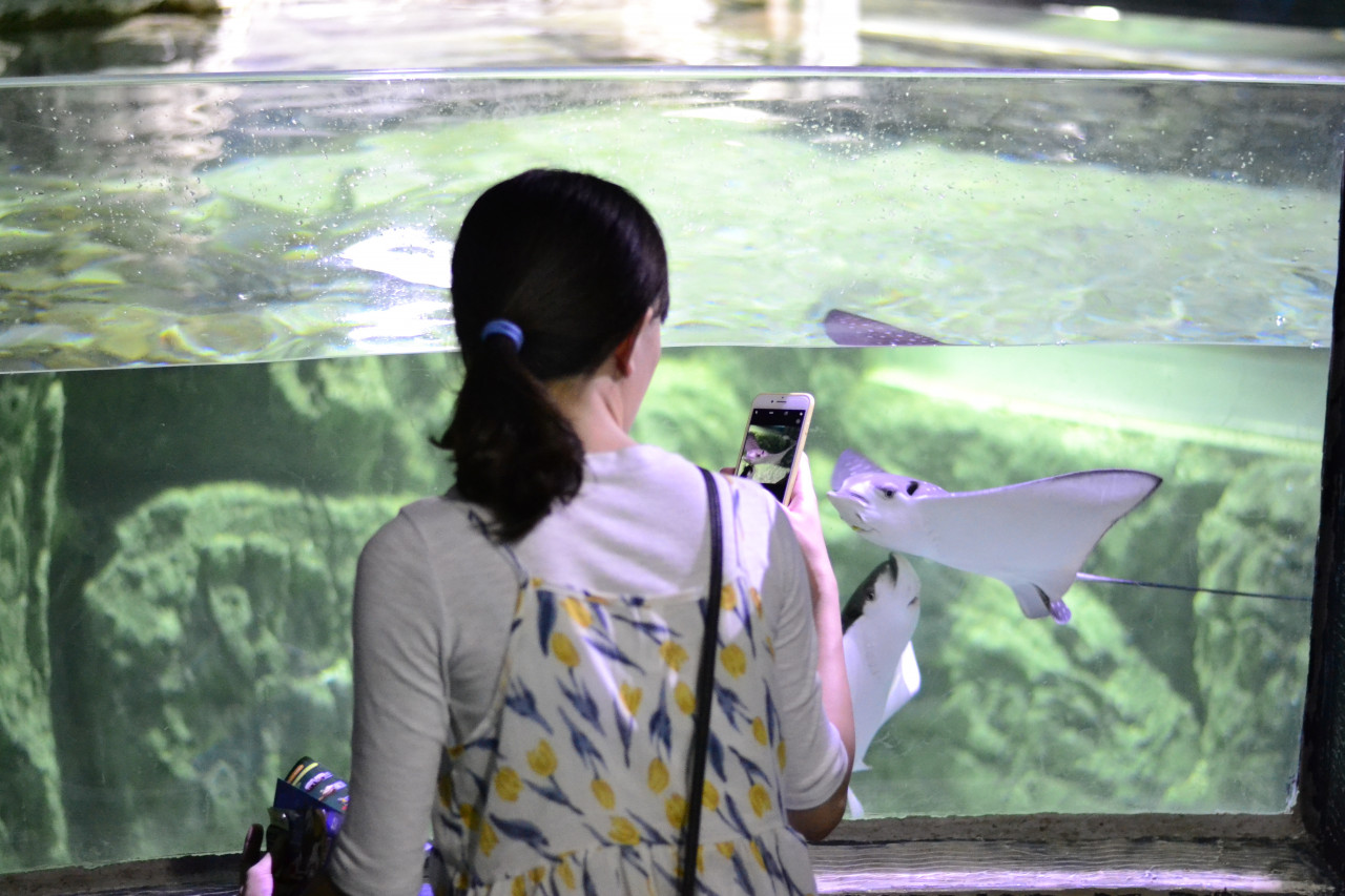 Chiang Mai Zoo Aquarium – photo 3