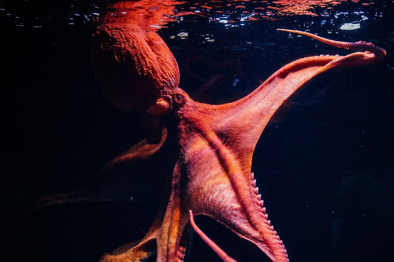 Oceanário de Lisboa Ticket – photo 9