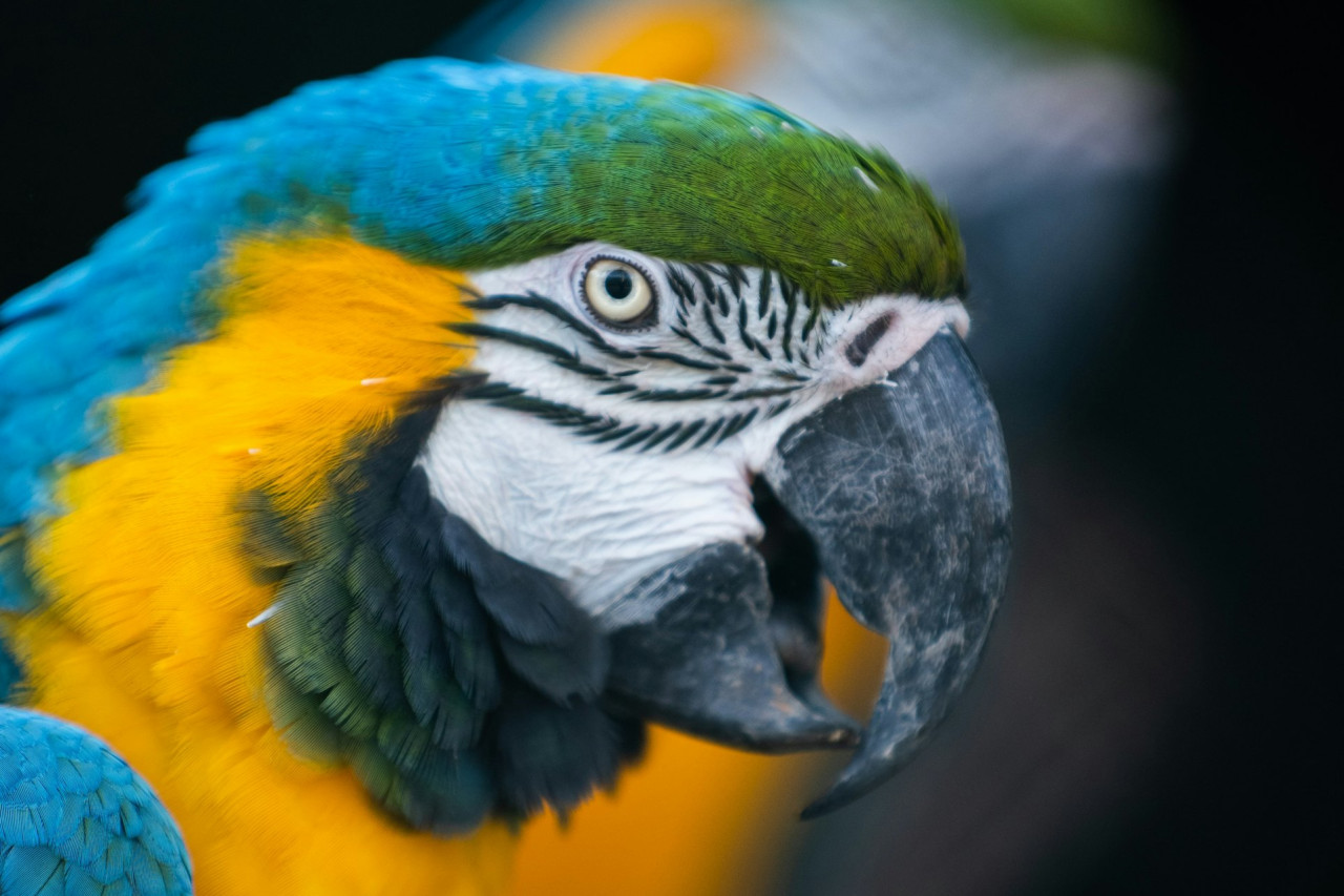 Zoo Santo Inácio Ticket – photo 9