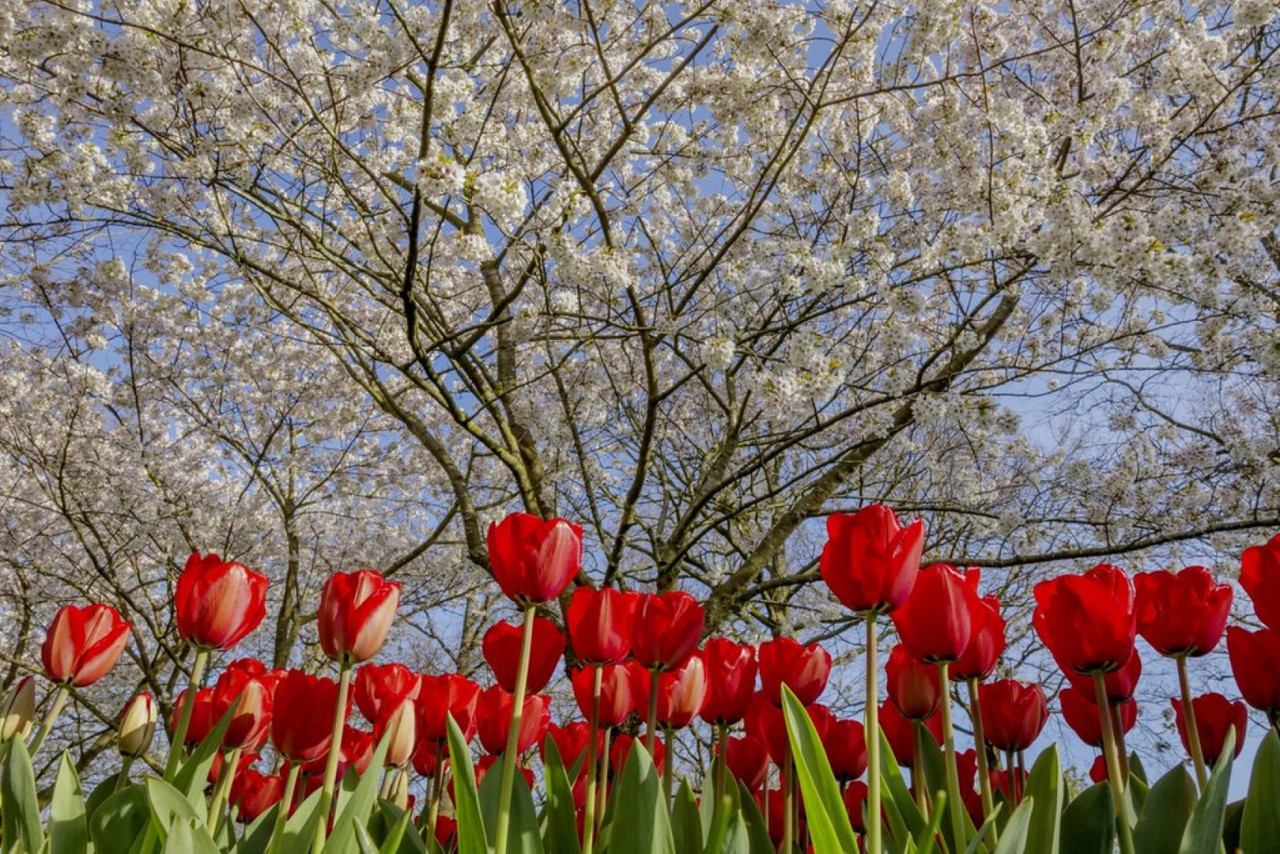 Keukenhof Gardens Ticket with Round Trip Bus Transfer from Amsterdam – photo 7