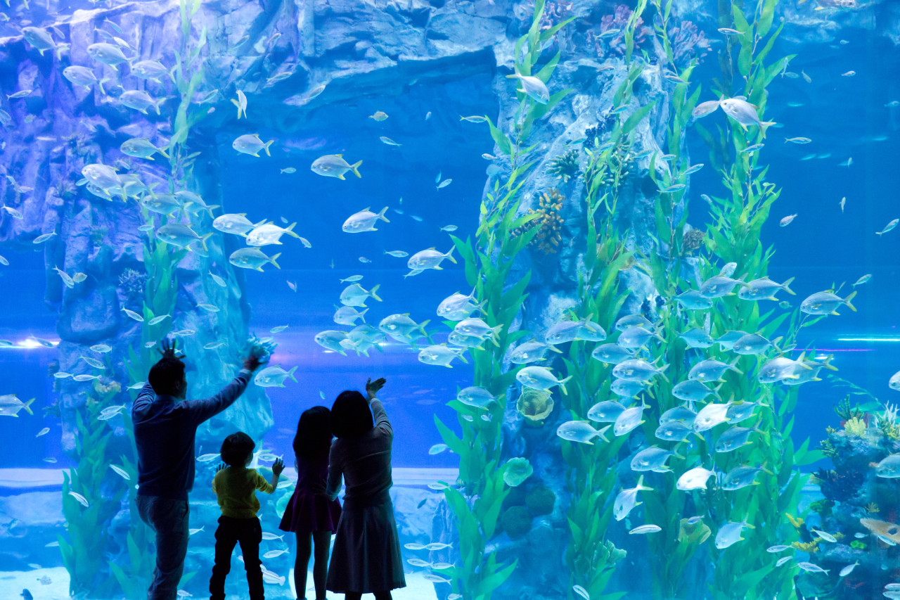 COMBO: Lotte World Adventure Seoul + Lotte World Aquarium + Seoul Sky Observatory Tickets – photo 5