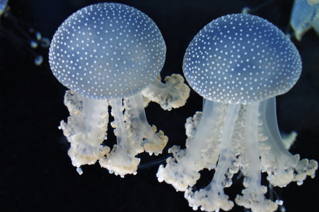 Gardaland SEA LIFE Aquarium Ticket – photo 7