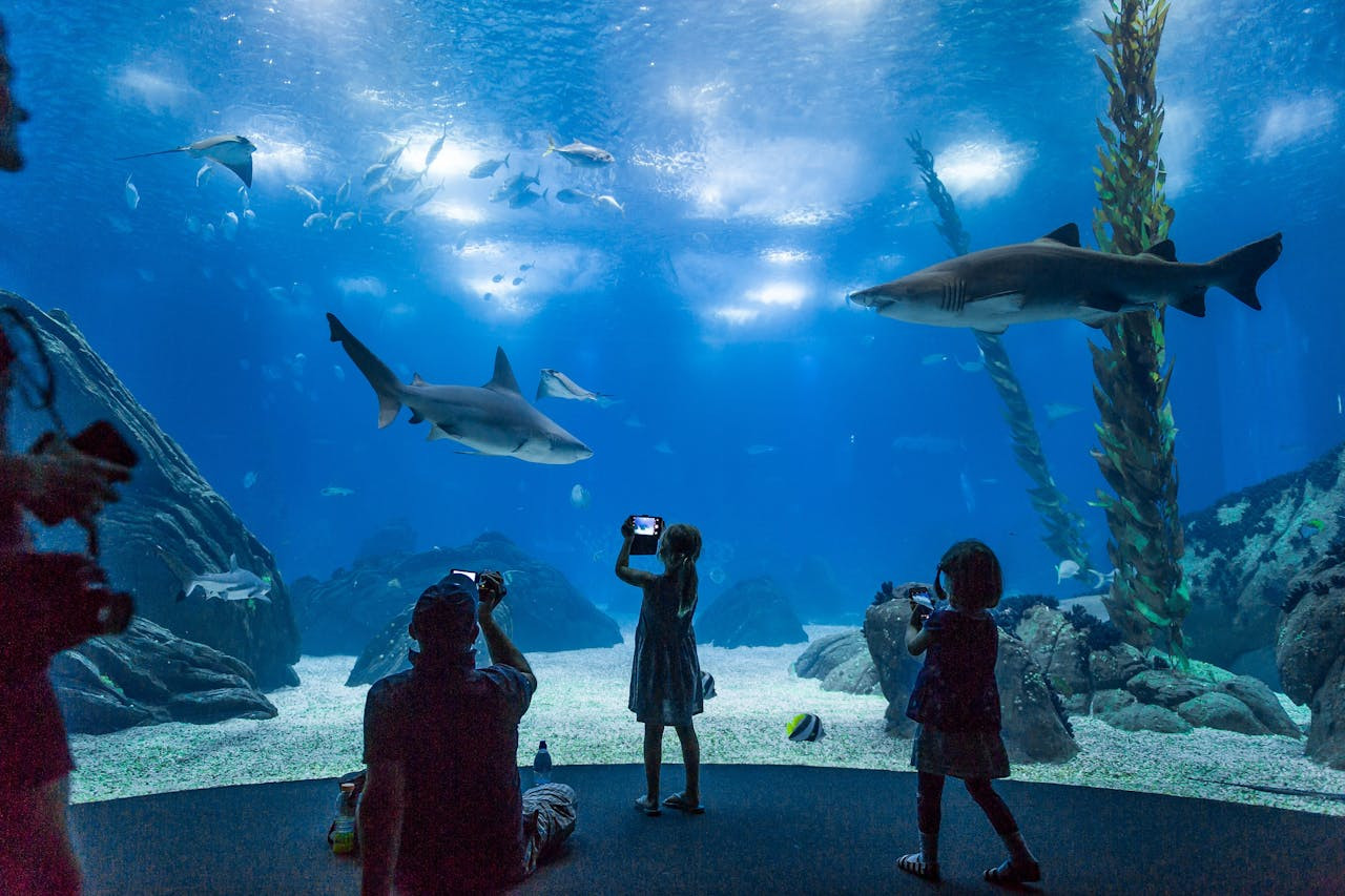 Oceanário de Lisboa Ticket – photo 7