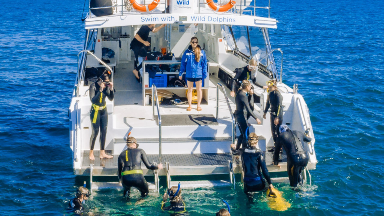 Swim with Wild Dolphins Experience at Rockingham – photo 3