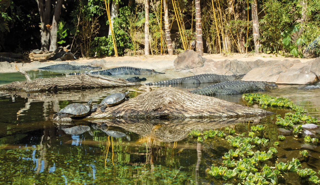 Loro Parque Ticket – photo 7
