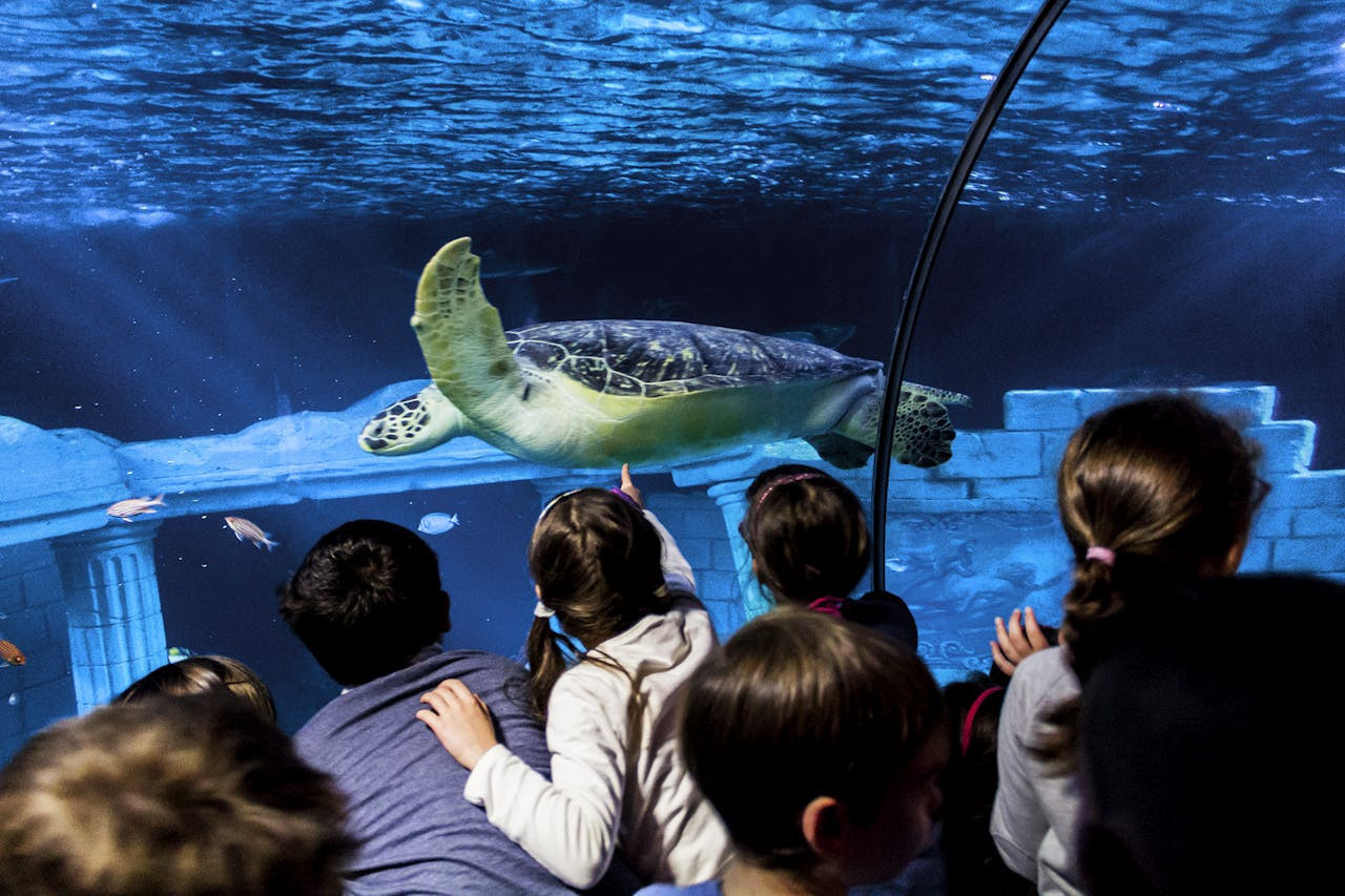 SEA LIFE Porto Ticket – photo 4