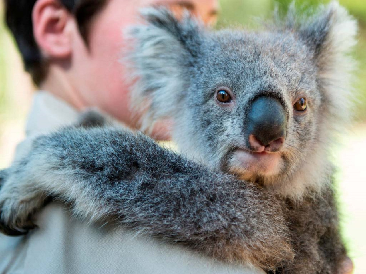 Puffing Billy and Healesville Sanctuary Tour – photo 3