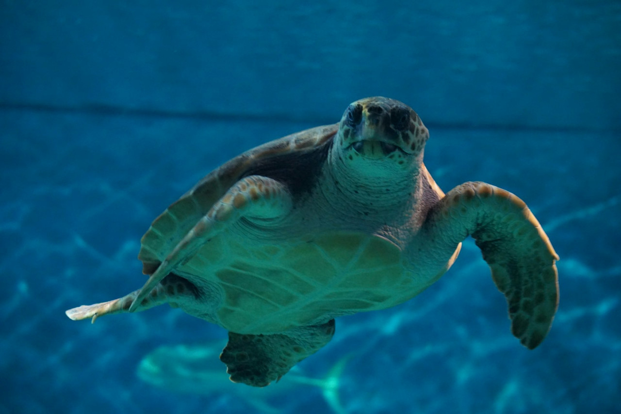 Seville Aquarium Ticket – photo 2