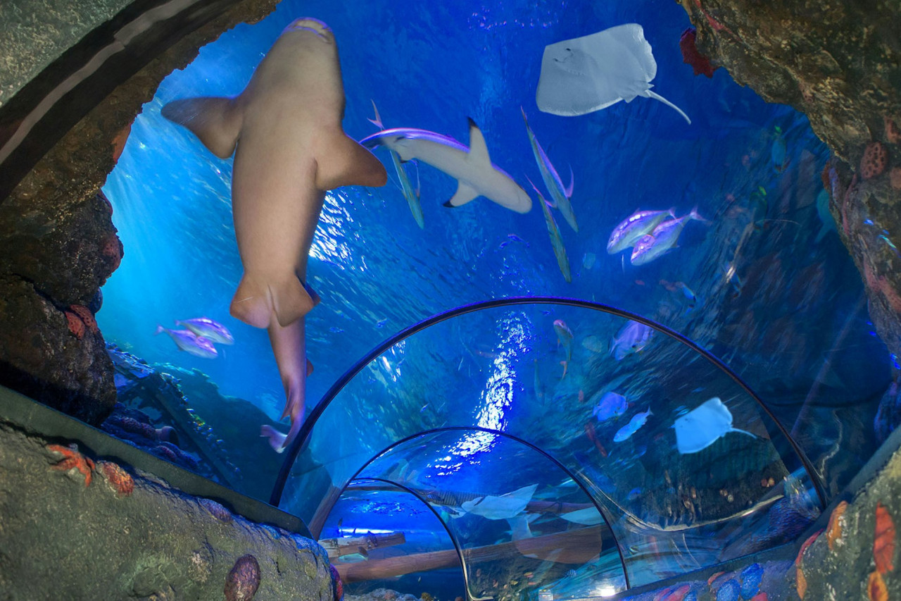 Gardaland SEA LIFE Aquarium Ticket – photo 3