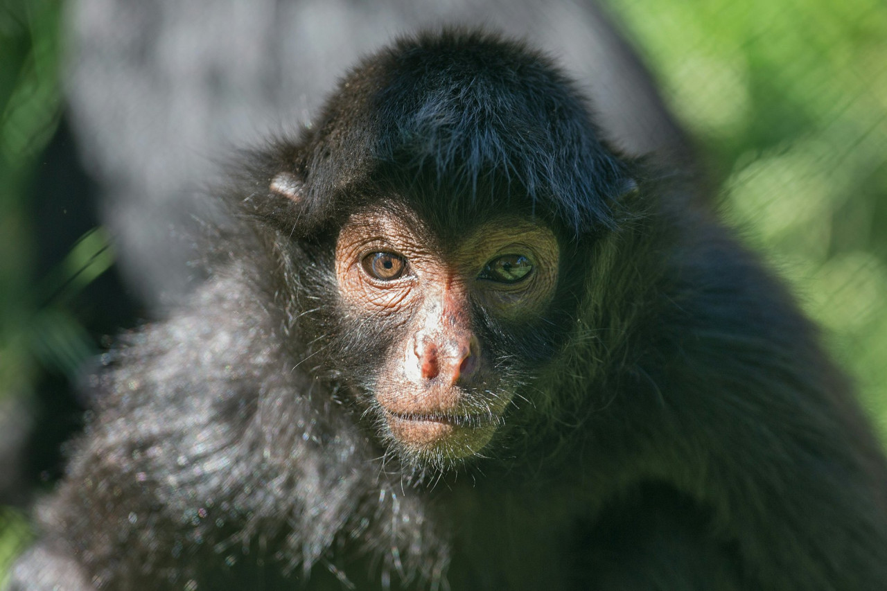 Zoo Santo Inácio Ticket – photo 8