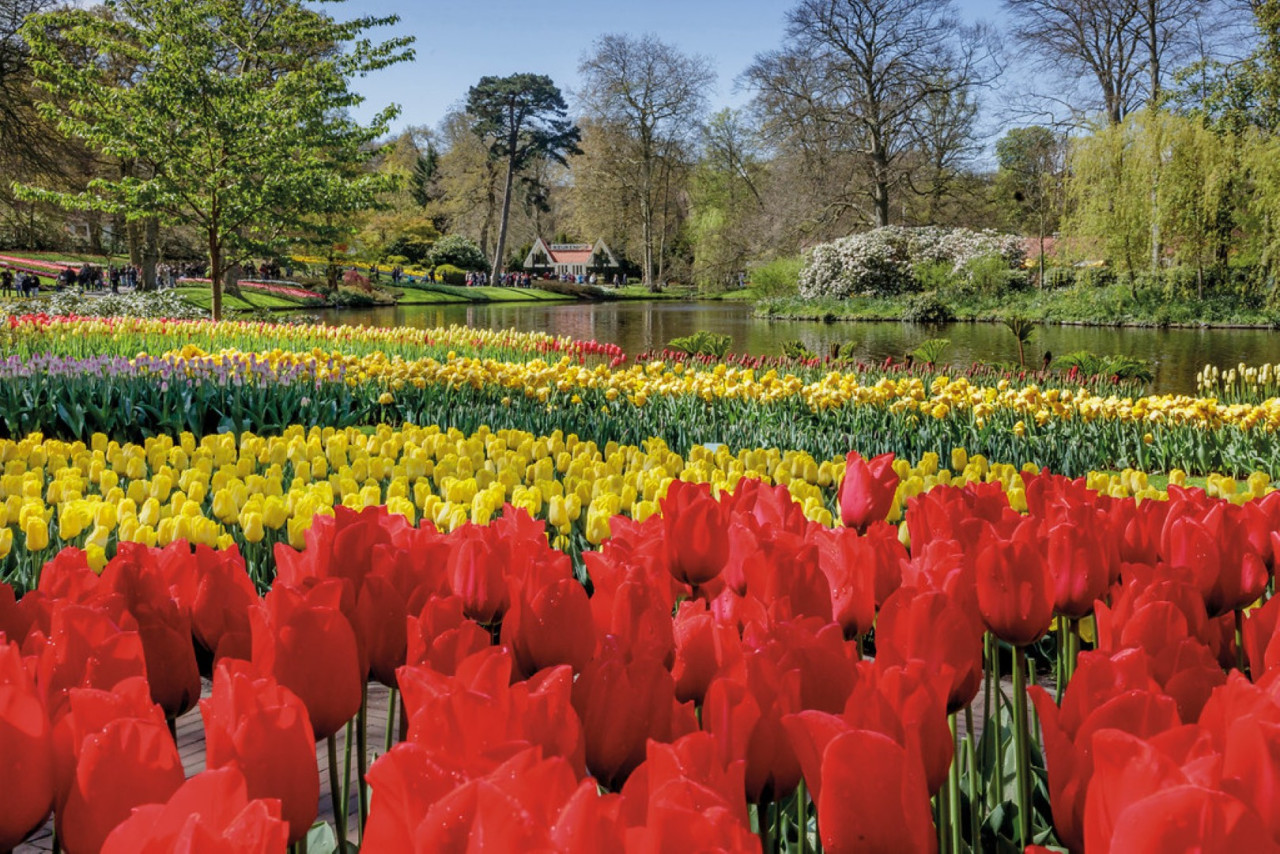 Keukenhof Gardens Ticket with Round Trip Bus Transfer from Amsterdam – photo 8