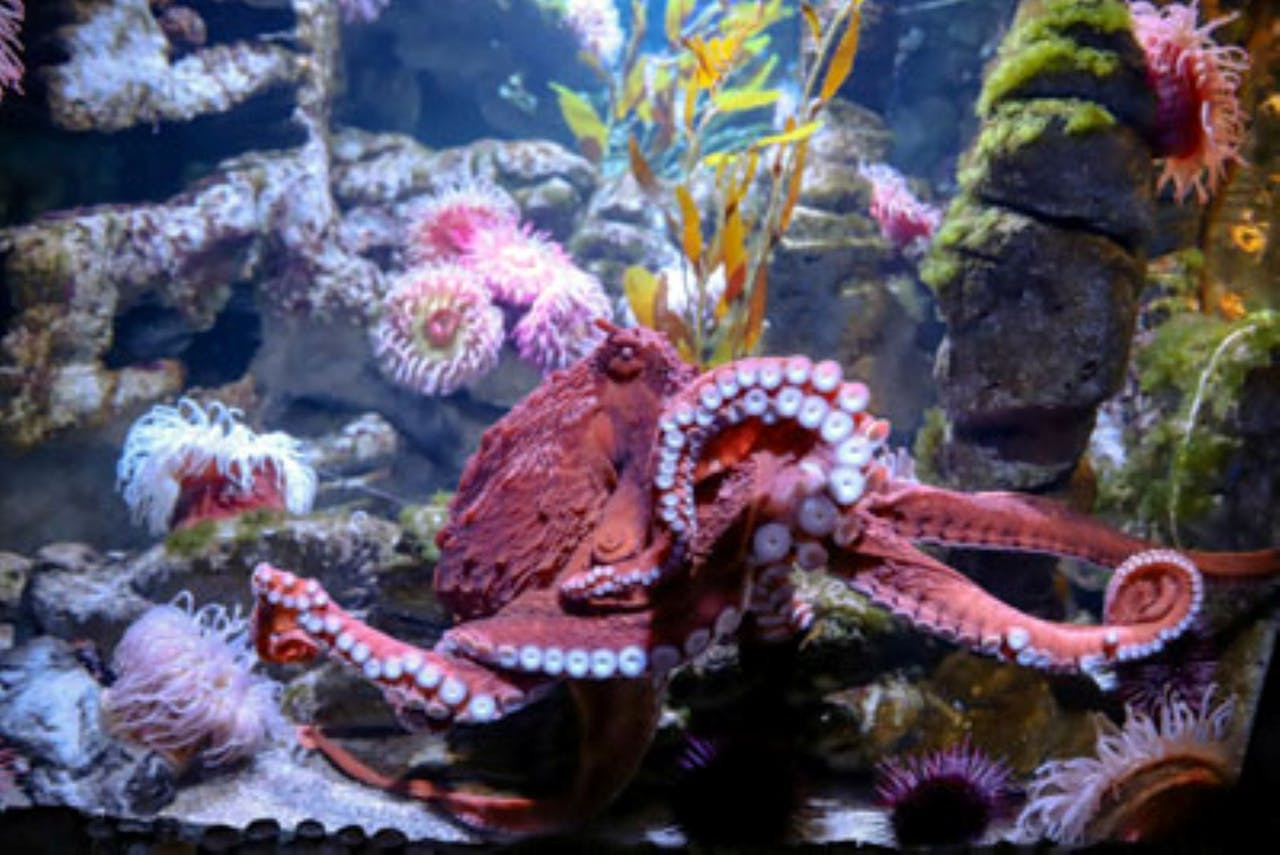 New England Aquarium Ticket – photo 7