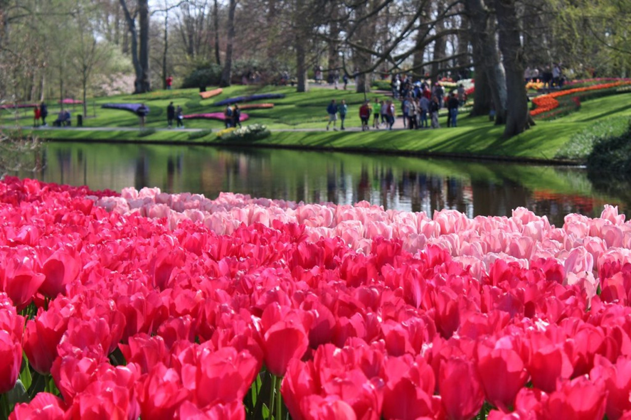 Keukenhof Gardens Ticket with Round Trip Bus Transfer from Amsterdam – photo 6