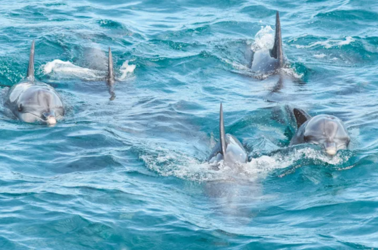 Port Stephens Dolphin Watch and Eco Adventure Cruise – photo 2
