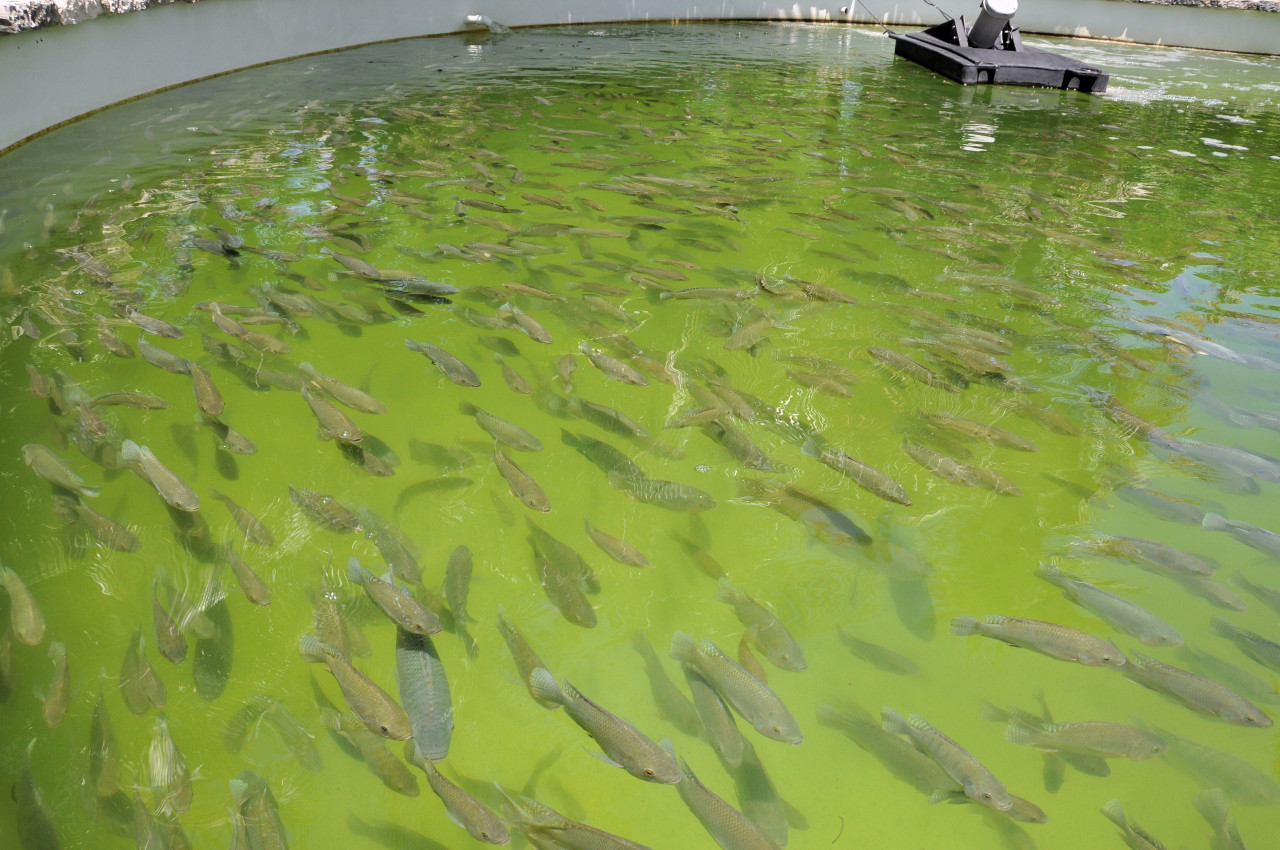 Aquaculture Tour (4-to-go) | Singapore | Singapore | Mandai Experiences