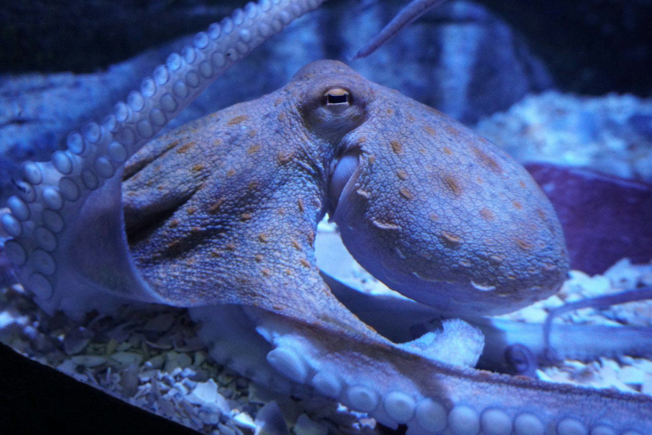 Seville Aquarium Ticket – photo 9
