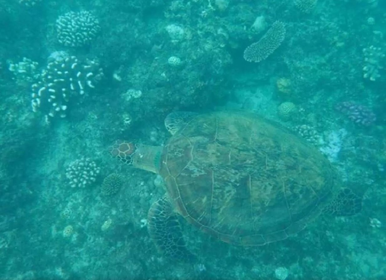Kenting Houbihu Semi-Submarine Experience – photo 8