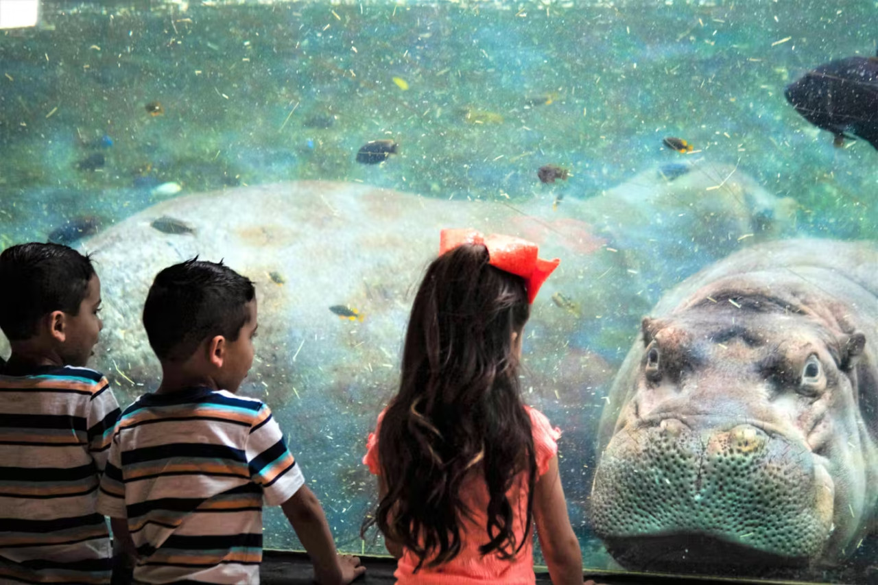 San Antonio Zoo Ticket – photo 3