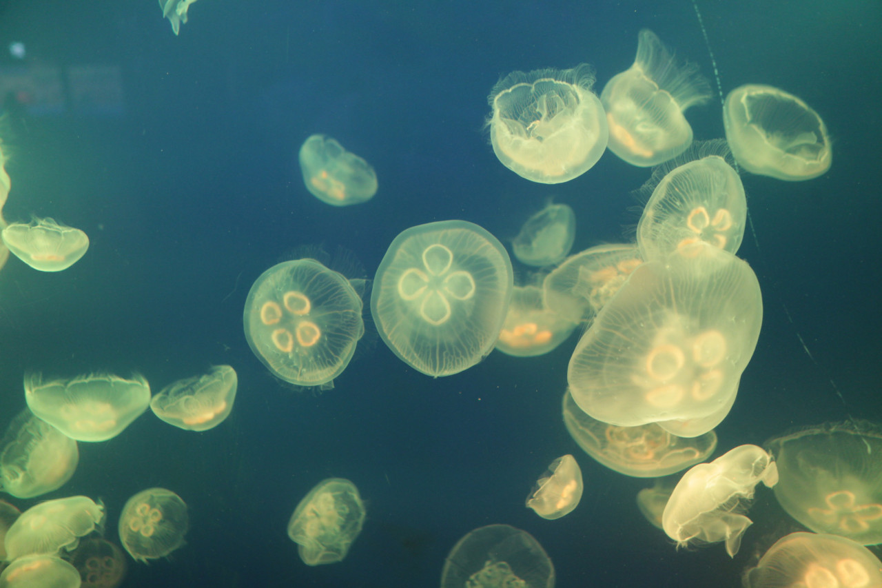 SEA LIFE COEX, Seoul Aquarium Ticket – photo 8