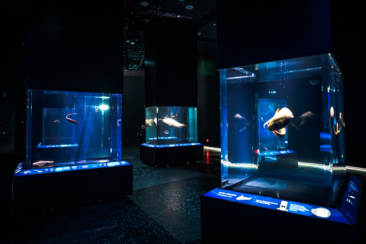 COMBO: Singapore Cable Car + Singapore Oceanarium + Albatross Hop-On Hop-Off Speedboat Tickets – photo 3
