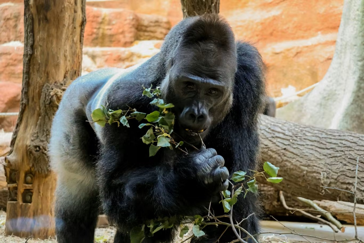 Prague Zoo Ticket + Audio Guide – photo 6