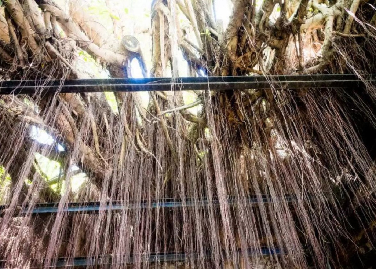 Tainan Anping Tree House Tour – photo 9