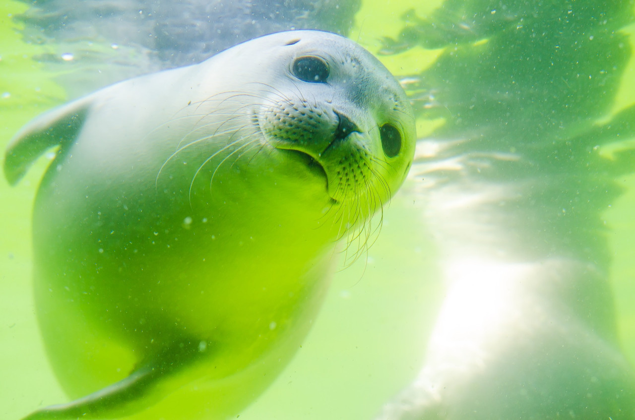 Aqua Planet Jeju Aquarium Ticket – photo 7