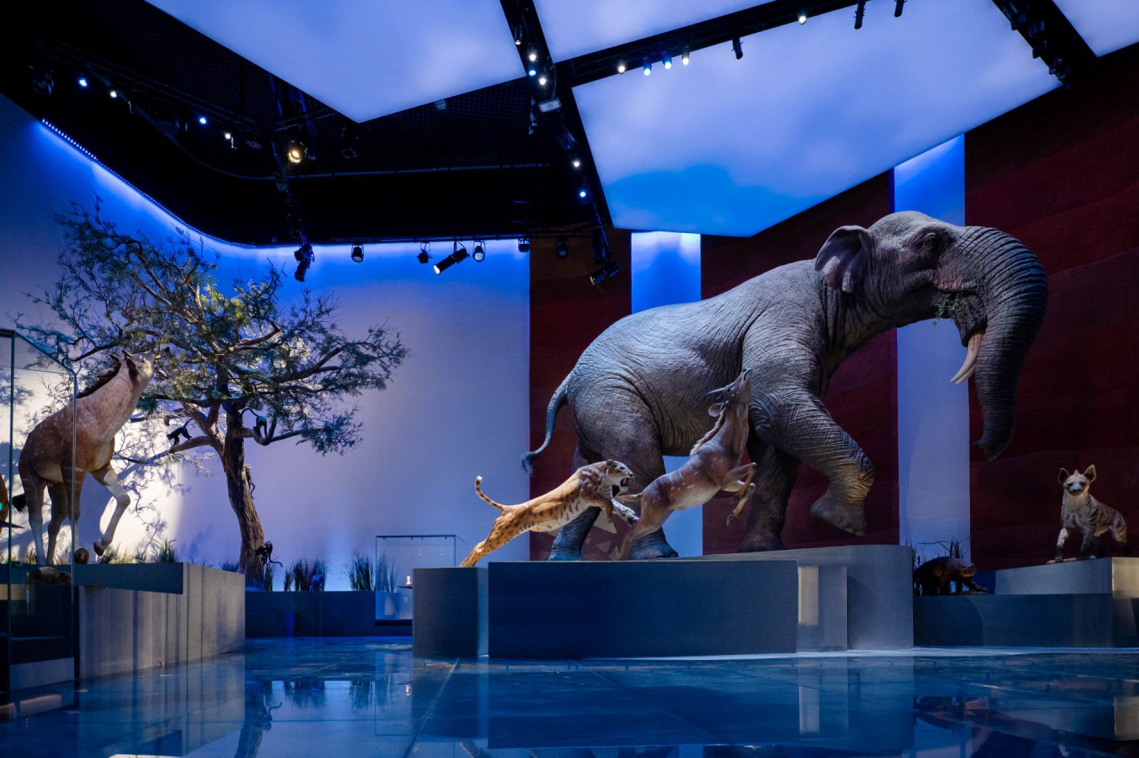 COMBO: Zayed National Museum + Natural History Museum Abu Dhabi Tickets – photo 9