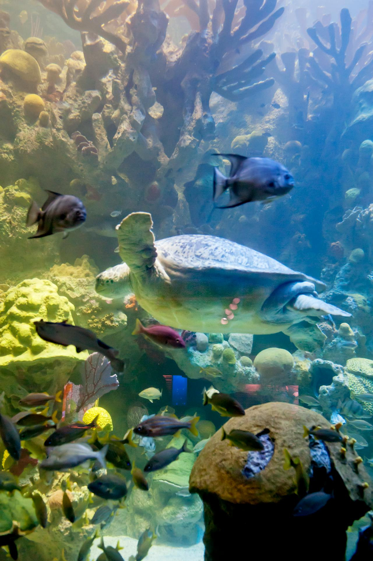 New England Aquarium Ticket – photo 8