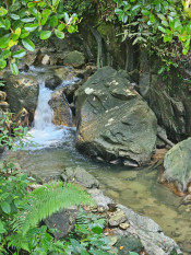 s: Malacca Gunung Datuk Rainforest Bathing: photo #4