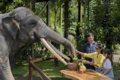 s: Sunset Elephant Tour: photo #3