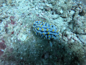 s: Introductory Dive (1 Dive + Unlimited Snorkeling at Pulau Payar): photo #2
