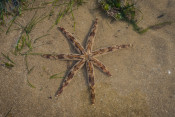 s: Intertidal Exploration: photo #2