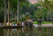 s: Picnic With an Elephant Tour: photo #1