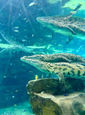 s: Admission Ticket (Park-Museum-Aquarium): photo #12