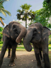s: Picnic With an Elephant Tour: photo #4