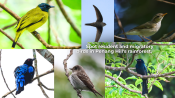 s: Birdwatching: photo #1