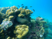 s: Fun Dive (Pulau Payar): photo #1