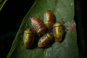 s: Naturalist Night Adventure (4-to-go): photo #6