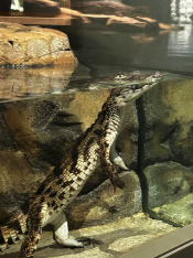 s: Admission Ticket (Park-Museum-Aquarium): photo #14