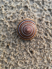 s: Desaru Beachlife & Tidepool Discovery: photo #3